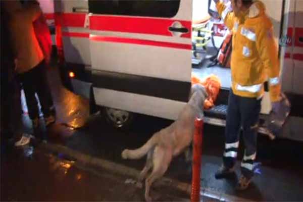 Acil serviste sahibini yalnız bırakmayan köpek Türkiye gündemine bomba gibi düştü