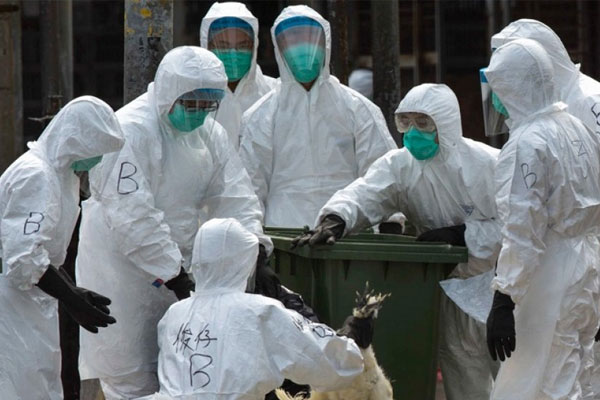 Çin'de kuş gribine yakalanan 106 kişi can verdi