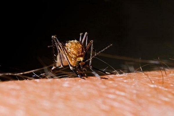 Zika virüsünün, cinsel ilişki yoluyla bulaştığı ortaya çıktı