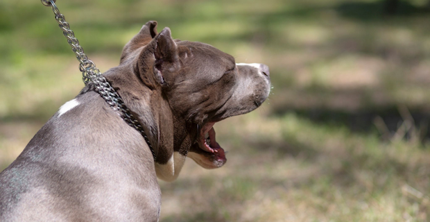 İngiltere’de köpekler saldırdı, kadın öldü