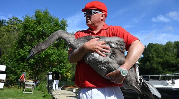 İngiltere'de  838'inci kez Thames Nehri'nde kuğu nüfus sayımı yapıldı