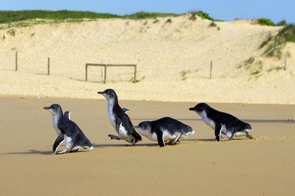 Mavi penguenleri korumak için alt geçit yapılacak