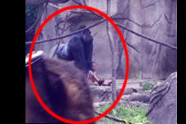 Goril dehşetinde anneye dava açılmadı