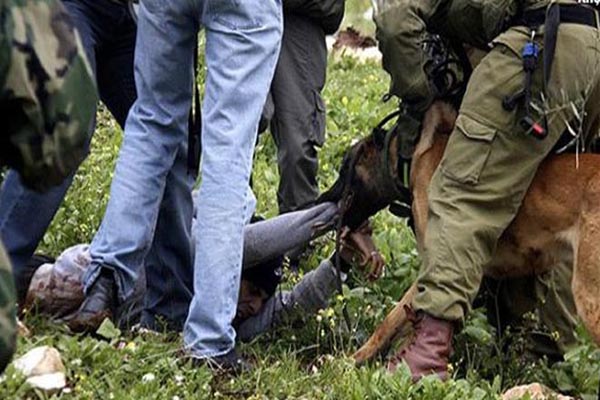 İsrail askerlerinden Filistinli gence işkence