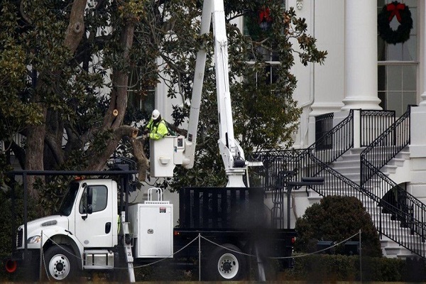 Beyaz Saray'ın 200 yıllık ağacı kesiliyor