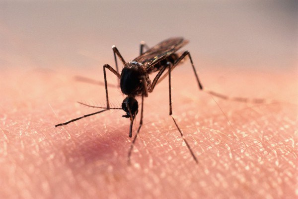 Japonya'da Zika virüsüne rastlandı
